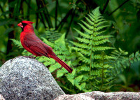 Cardinal Pose