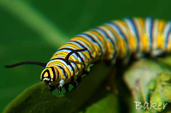 Monarch Caterpillar (Monarch)