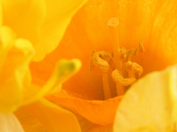 Daffodilicious