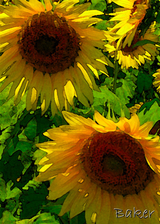 Sunflowers Again