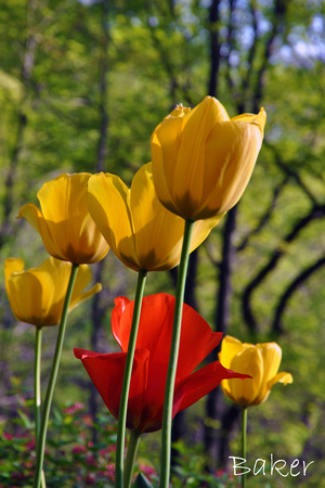 Timber Tulips