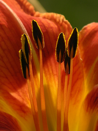Fire Lilly