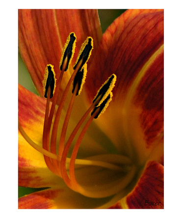 Curvaceous Fire Lilly