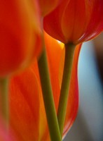 Curvaceously Tulip (Color)