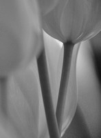 Curavceously Tulip (BW)