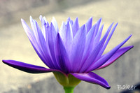 Lavender Tropical Water Lilly
