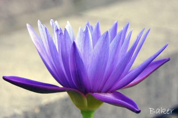 Lavender Tropical Water Lilly