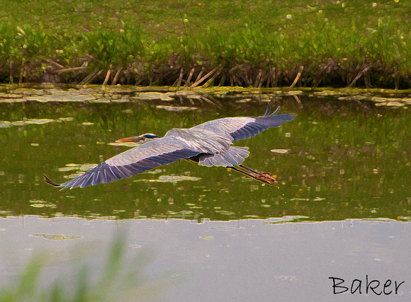 Hovering Heron
