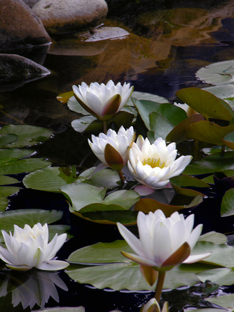 Lillies and Frog (Vertical)