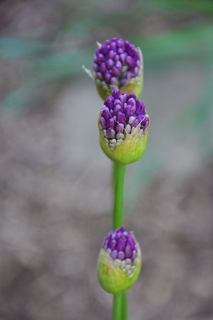 Allium Buds 3