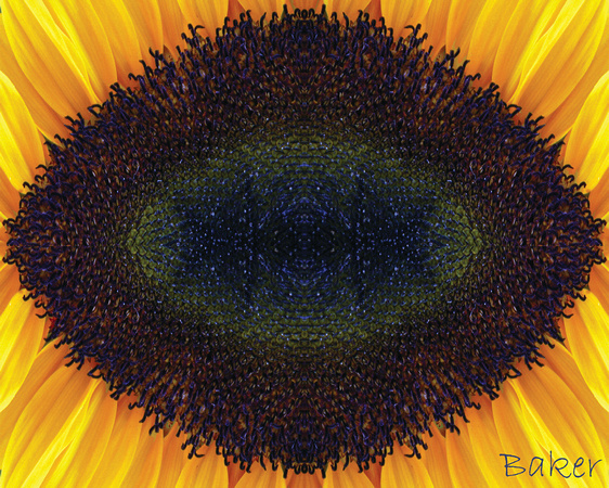 Oval Sunflower