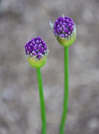 Allium Buds 1