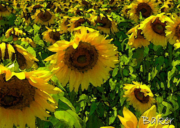 July Sunflowers