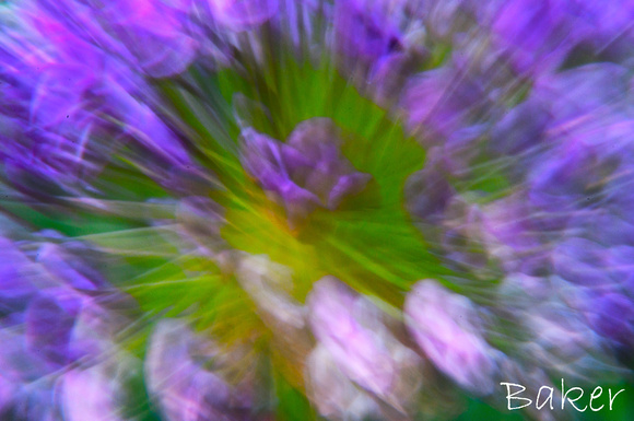 Blurred Allium